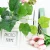Import Artificial plant decoration artificial flower vine vine green living room green leaf plastic green radish wall hanging from China
