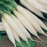 Best Exported fresh white radish .