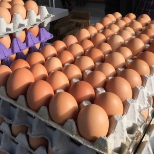 Quality Fresh Brown & White Eggs in Best Price