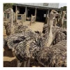 Best Quality Ostrich Chicks and Fertile Eggs Ostrich Eggs for Sale