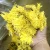 Import Blooming yellow flowers Chinese Jinsihuangju Chrysanthemum flower tea from China