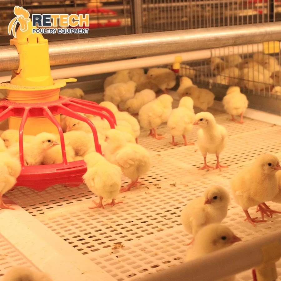 Broiler Equipment New Design High Tech Automatic Poultry Farming Broiler Chicken Cages