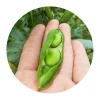 China factory Organic healthy broad bean seed