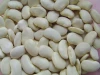 China Origin 45,55pcs White Butter Beans