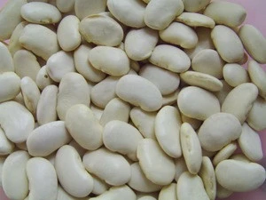 China Origin 45,55pcs White Butter Beans