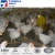 Import China Tuohua supply Chicken egg layer cages,egg laying cages from China