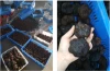 Chinese black truffle for sale Tuber melanosporum