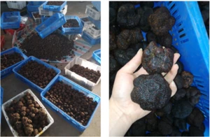 Chinese black truffle for sale Tuber melanosporum