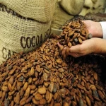 Cocoa Beans for Sale
