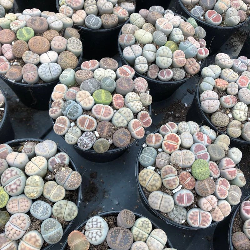 Colorful Lithops wholesale cactus succulent plants living stones Lithops 7 cm box