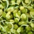 Import Dried round green beans for sprouting from China