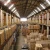 Import Dropshipping with warehouse services to UK / USA from China