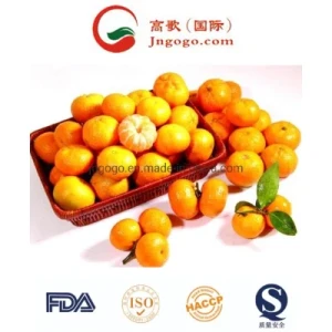 Export New Crop Good Quality China Mandarin Orange Baby Orange