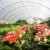 Import Factory Direct Sale Home Glasshouse Photovoltaic Solar Glass Greenhouse from China