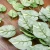 Import Factory supply custom cheap wall hanging green artificial plant from China
