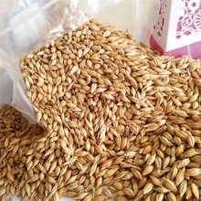 Feed Barley for animal feed and human consumption