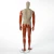 Import Fiberglass male fabric mannequin for european market from China