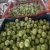 Import Fresh Amla Fruits from India
