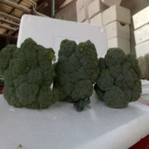 fresh broccoli for russia market