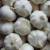 Import fresh chinese pure white garlic import china garlic good farmer garlic from China