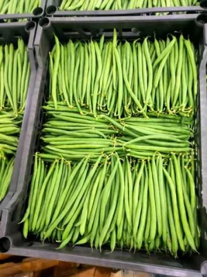 Fresh Green Beans New Crop in Egypt With Cheap Price