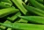 Import Fresh Green Okra Wholesale Price from Bangladesh