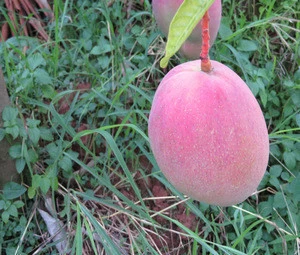 Fresh Mango 100% Natural..