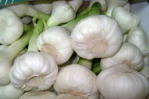 Fresh Natural White Garlic