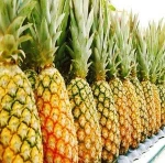 FRESH PINEAPPLE WITH HIGH QUALITY, TOP CHEAP PRICE NOW