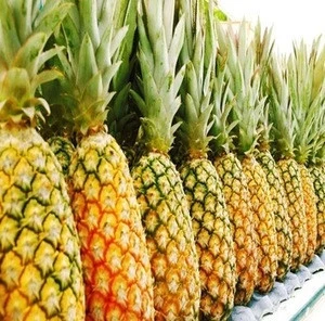 FRESH PINEAPPLE WITH HIGH QUALITY, TOP CHEAP PRICE NOW