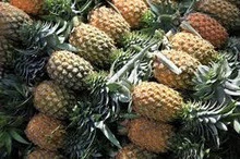 Fresh Pineapples, Tropical Fruit