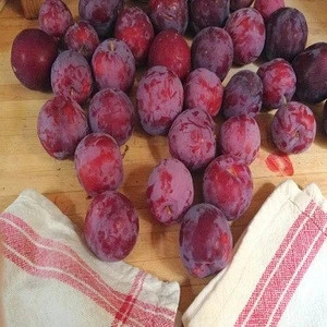 Fresh Plums for Sale