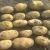Import fresh potato new crop from China