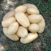 Fresh Potatoes from Pakistan