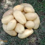 Fresh Potatoes from Pakistan