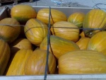 FRESH PUMPKIN