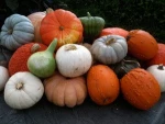Fresh Pumpkins