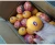 Import Fresh Quality South African Navel Oranges from Egypt
