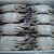 Import Fresh Red King Crab Fresh/Frozen Red King Crabs For Sale from China