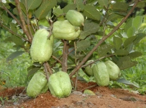 Fresh  seedless guava fruit fruit vietnam  +84917494755  whatsapp