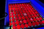 Fresh spanish chicken table eggs (Brown and white)