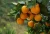 Import Fresh Tangerine Fruit Cheap Price from Egypt from Egypt
