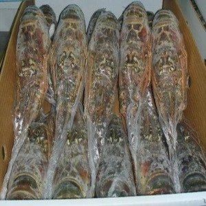 Frozen and live spiny lobster for sale