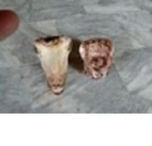 Frozen Goat head meat,goat intestine for sale