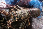 Frozen Lobster (All Variety) Indonesian market