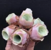 Greenovia Ghana natural succulent plants with competitive price