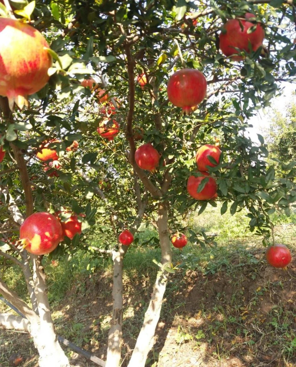 High quality Bhagwa  pomegranate  Fresh Fruit for export