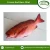 Import High Quality Fresh Seafood Frozen Red Bass Fish Fillet for Bulk Purchase from Indonesia