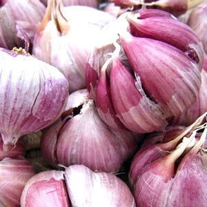 High Quality Fresh Style Red Garlic