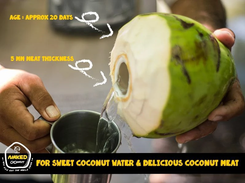 High Quality from Thailand Fresh Young Coconut